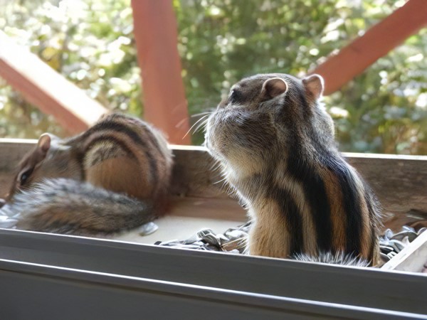 シマリス