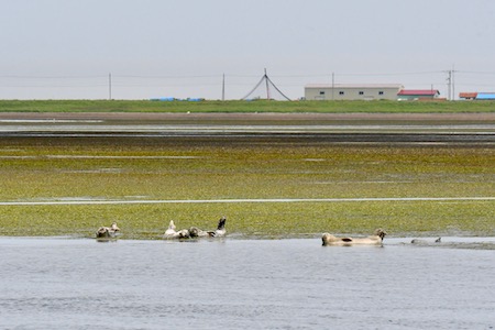 アマモで緑になる海面