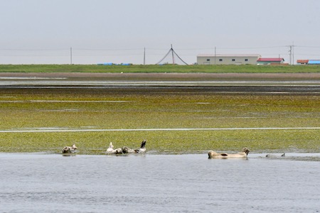 アマモで緑になる海面