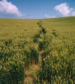 麦の丘