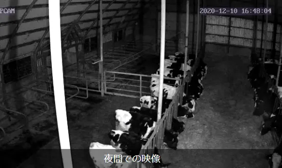 監視カメラ - 牛舎の夜間映像